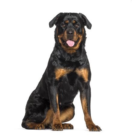 How to Raise and Train your Rottweiler Puppy or Dog to be Great