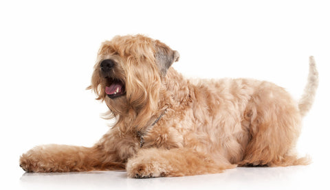 Soft Coated Wheaten Terrier Tips and Tricks To Raising A Nice Dog