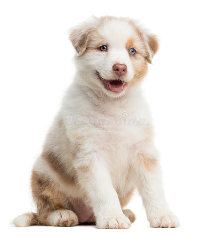 Learn How to Train and Understand your Australian Shepherd Puppy & Dog