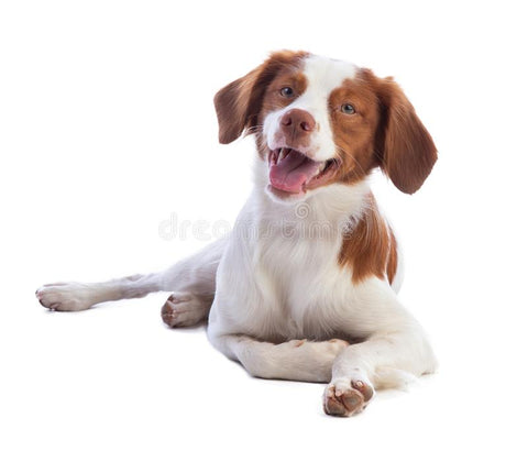 Learn How to Train and Understand your Brittany Spaniel Puppy & Dog