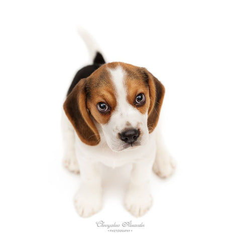 How to Train and Understand your Beagle Puppy or Dog