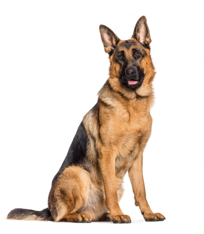 New and Improved How to Train and Understand Your German Shepherd Puppy