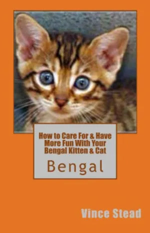 How to Care For & Have More Fun With Your Bengal Kitten & Cat