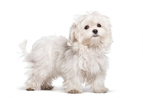 Add to Wishlist New Improved Maltese Dog Training and Behavior Understanding Book