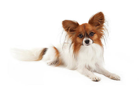 How to Train and Understand your Papillon Puppy & Dog
