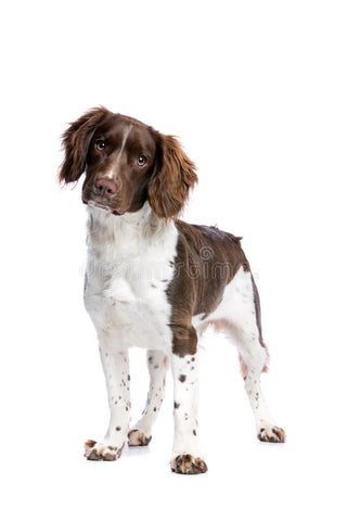 Learn to Understand your English Springer Spaniel Puppy & Dog Book