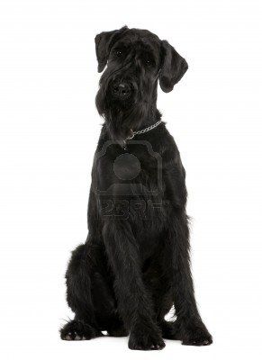 How to Raise and Train your Giant Schnauzer Puppy or Dog