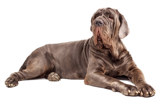 How to Train your Cane Corso Dog to be Good