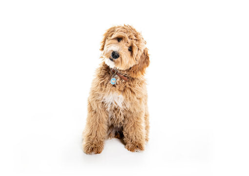 Fun Training your Labradoodle Puppy and Dog