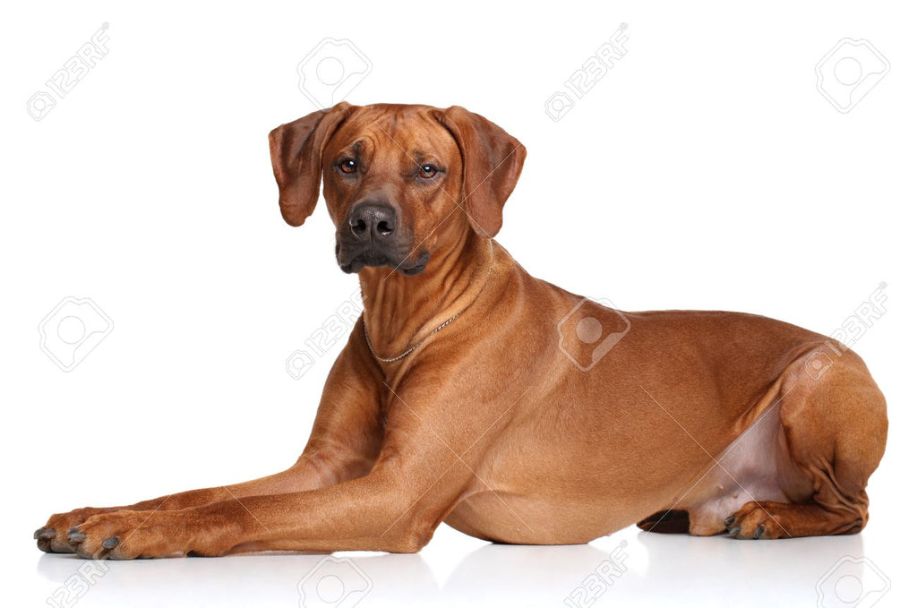 How to Train and Understand your Rhodesian Ridgeback Dog and Puppy