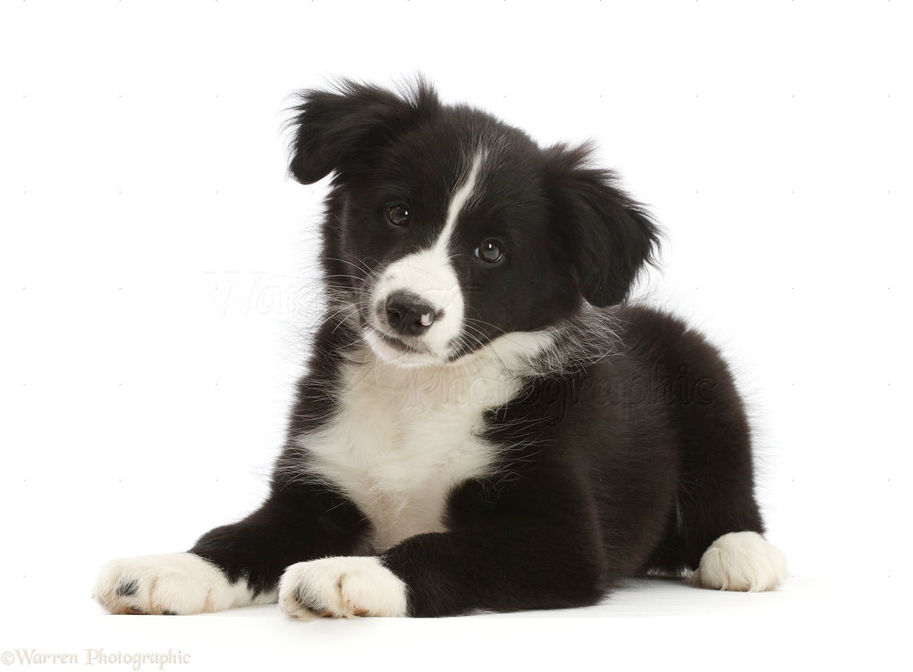 Learn How to Train and Understand your Collie Puppy & Dog