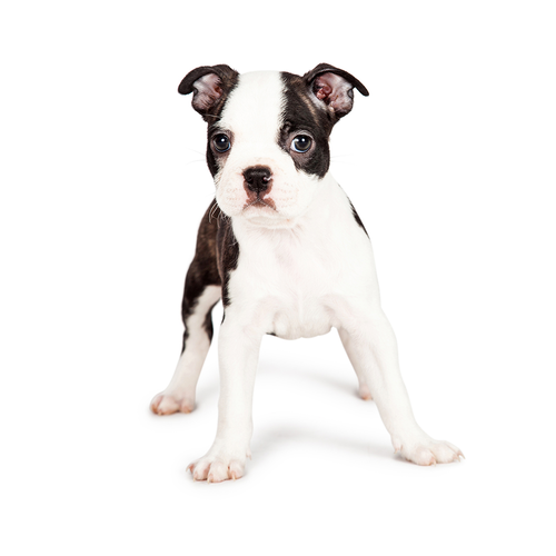 New How to Train and Understand your Boston Terrier Puppy or Dog