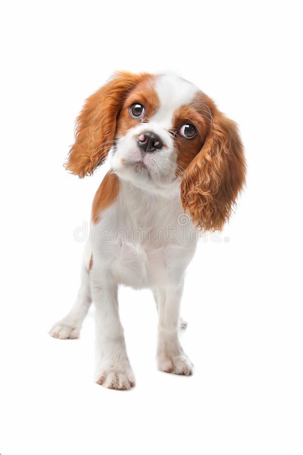 Learn How to Train and Understand Your Cavalier King Charles Puppy & Dog