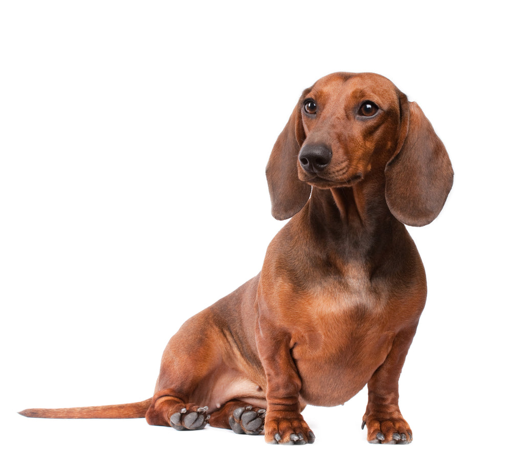 How to Understand and Train your Dachshund Puppy or Dog Guide Book