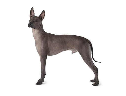 Mexican Hairless Dog Training and Understanding Tips Book