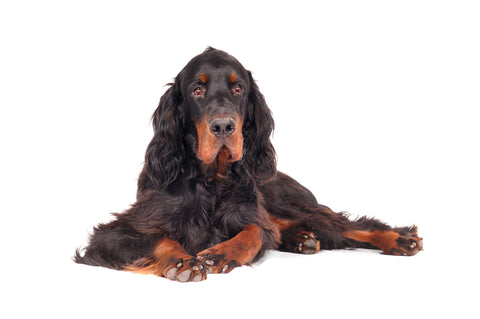 Gordon Setter Puppy & Dog Behavior Understanding and Training Book