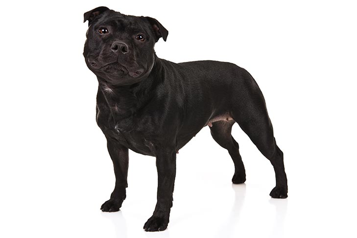 Have Fun Training and Understanding Your Staffordshire Bull Terrier Puppy & Dog