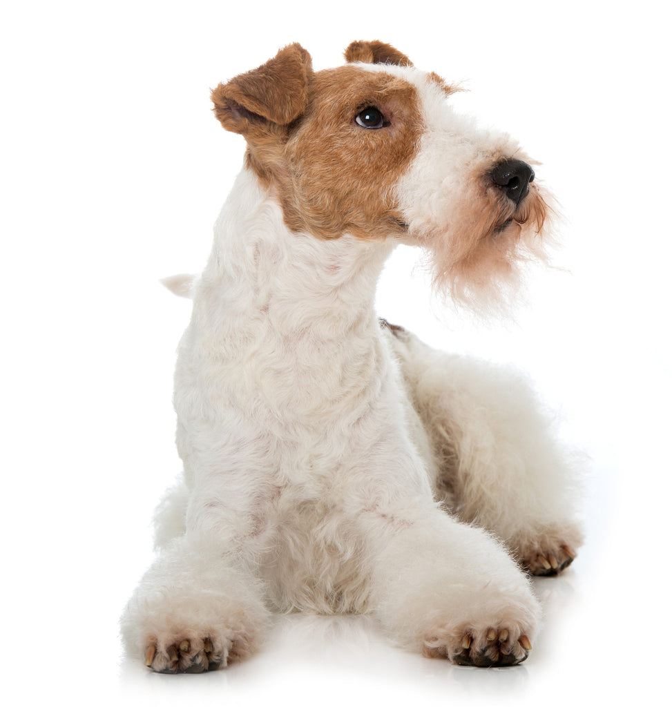 Have Fun Training Your Wire Fox Terrier Puppy & Dog
