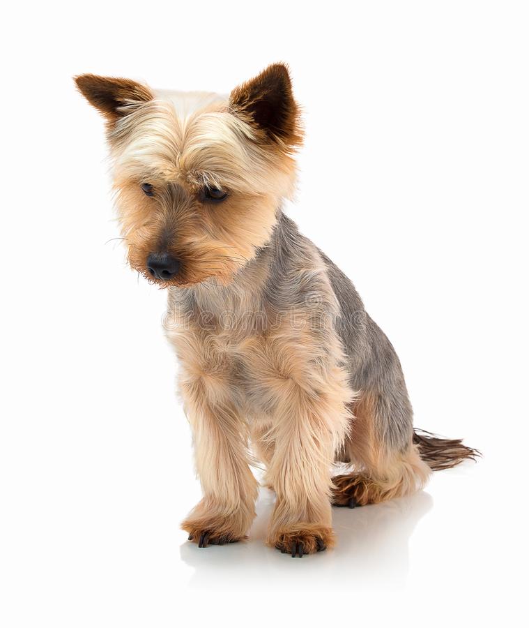 Fun Training Your Silky Terrier Puppy and Dog