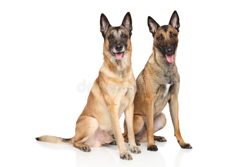How to Train and Understand your Belgian Malinois Puppy & Dog