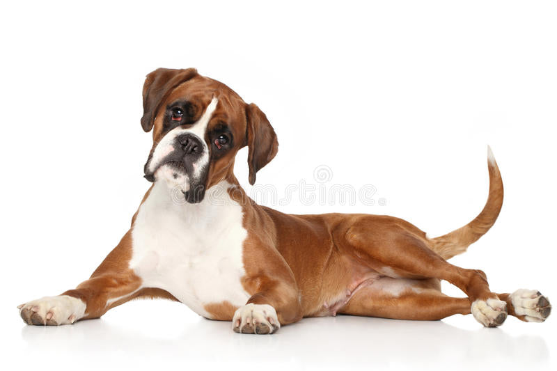 How to Train and Raise a Boxer Puppy or Dog with Good Behavior
