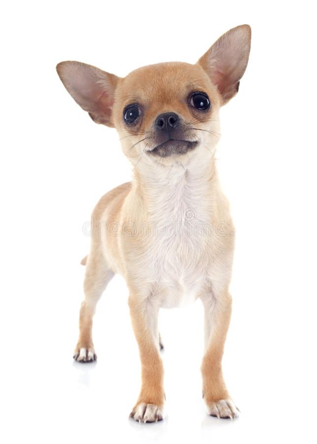 New Guide Book How to Train and Understand your Chihuahua Puppy or Dog