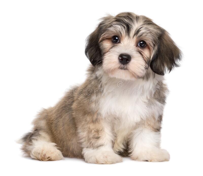 Learn How to Train and Understand your Havanese Puppy & Dog