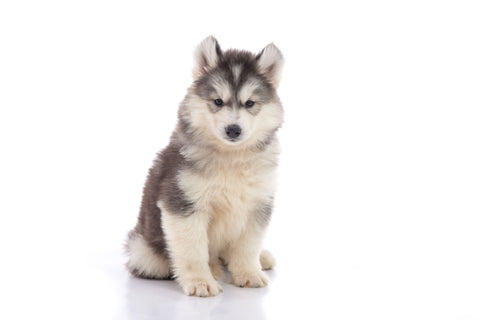 New Book How to Train and Understand your Siberian Husky Puppy or Dog