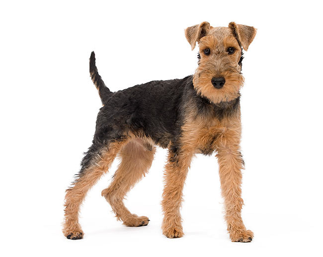 Welsh Terrier Dog Training and Behavior Understanding Book