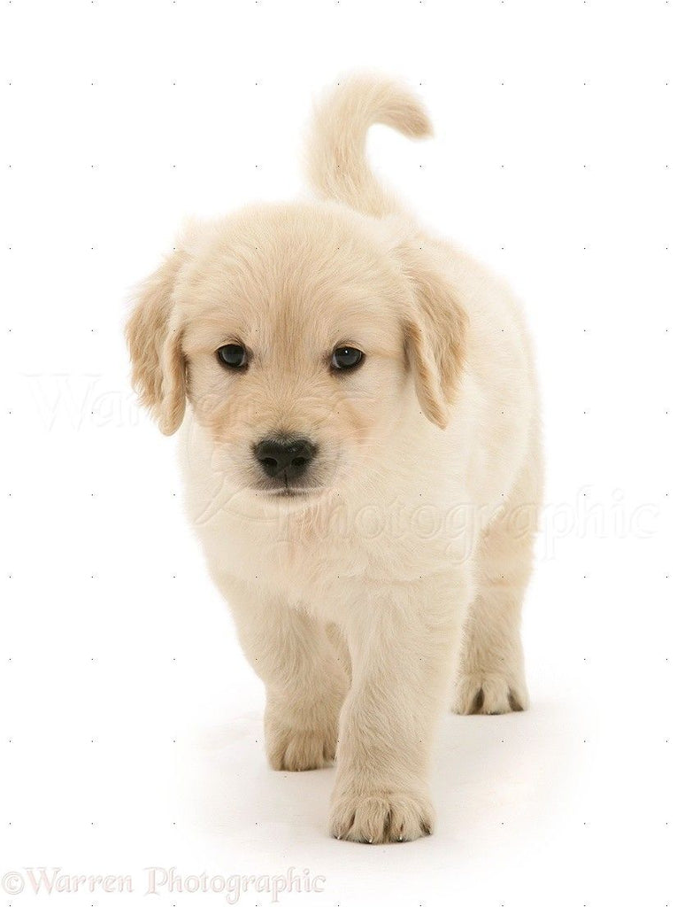 How to Understand and Train Your Golden Retriever Puppy or Dog