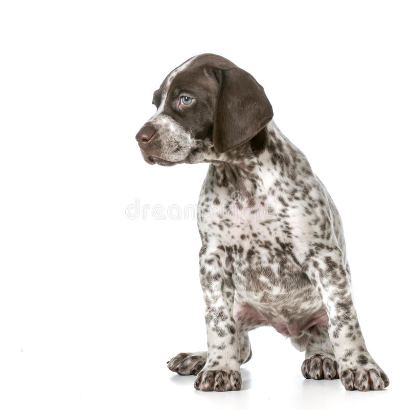 New How to Train and Understand your German Shorthaired Pointer Puppy or Dog