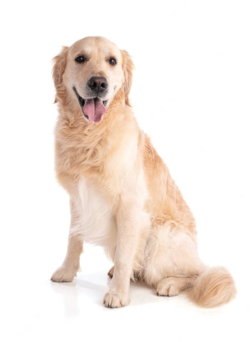 New and Improved How to Raise and Train your Golden Retriever Puppy or Dog