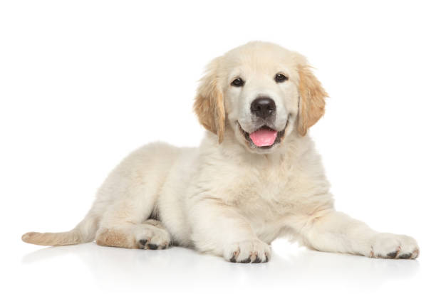 How to Train and Understand Your Labrador Retriever Puppy or Dog