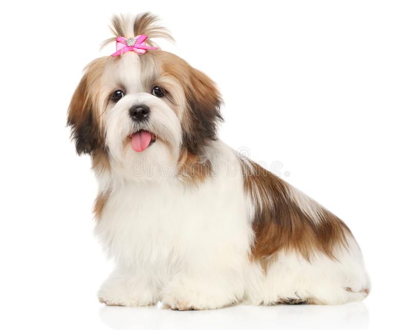 Have Fun Training and Understanding Your Shih Tzu Puppy & Dog