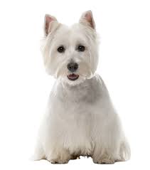 West Highland White Terrier Dog Behavior & Training Tips