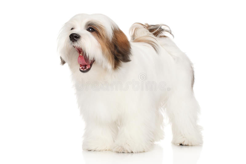 Training and Understanding your Lhasa Apso Dog and Puppies Behavior