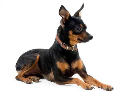 How to Train and Understand your Miniature Pinscher Puppy & Dog