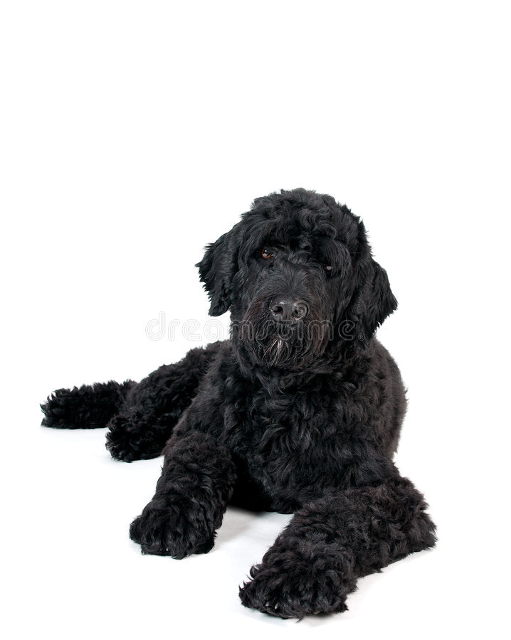How to Train your Portuguese Water Dog to be Good