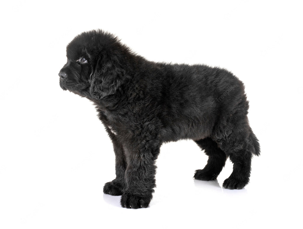 Train and Understand your Newfoundland Dog with Good Behavior