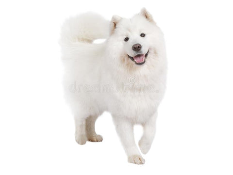 Samoyed Puppy & Dog Training and Behavior