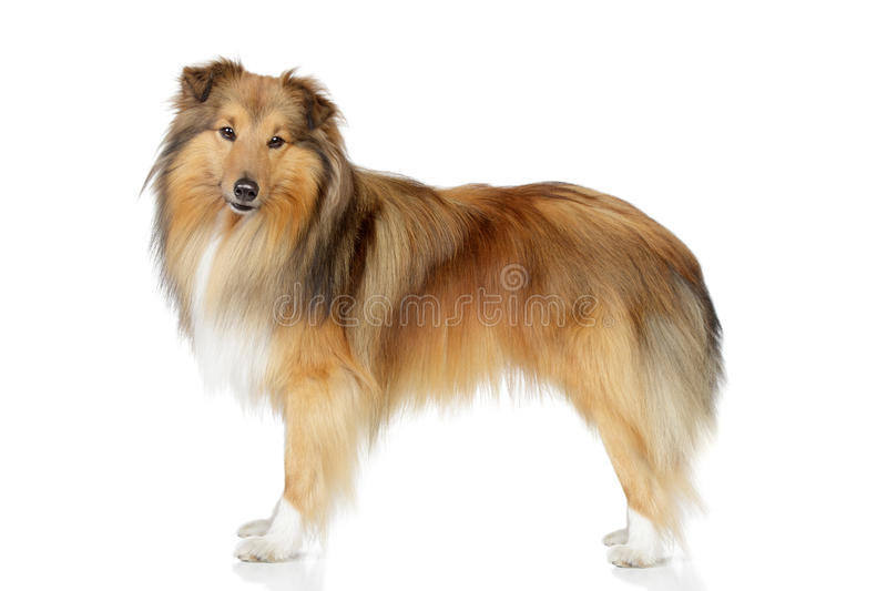 New Book How to Train and Understand your Shetland Sheepdog Puppy or Dog
