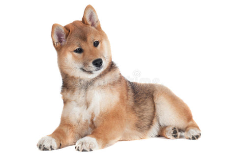 How to Understand and Train your Shiba Inu Puppy & Dog