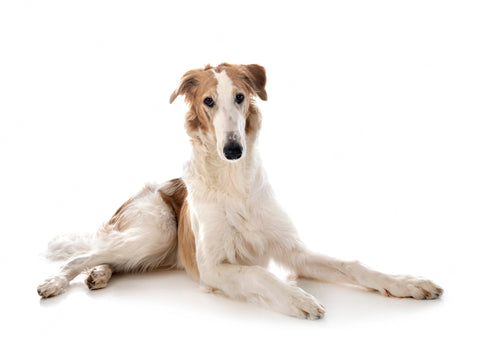 Borzoi Dog & Puppy Care Understanding Book